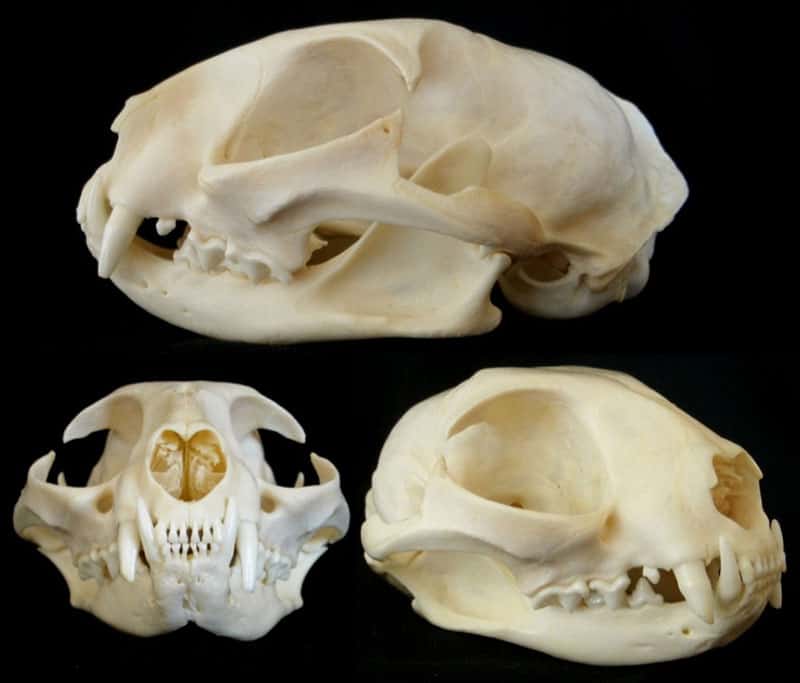 Ritrovamento di alcune ossa feline: già migliaia di anni fa i gatti erano animali domestici