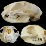 Ritrovamento di alcune ossa feline: già migliaia di anni fa i gatti erano animali domestici