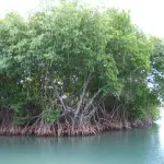 Le mangrovie a rischio estinzione: ecco perché andrebbero tutelate