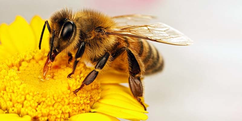 Le api sopravvivono grazie ai toelettatori, secondo un nuovo studio