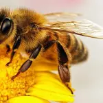 Le api sopravvivono grazie ai toelettatori, secondo un nuovo studio