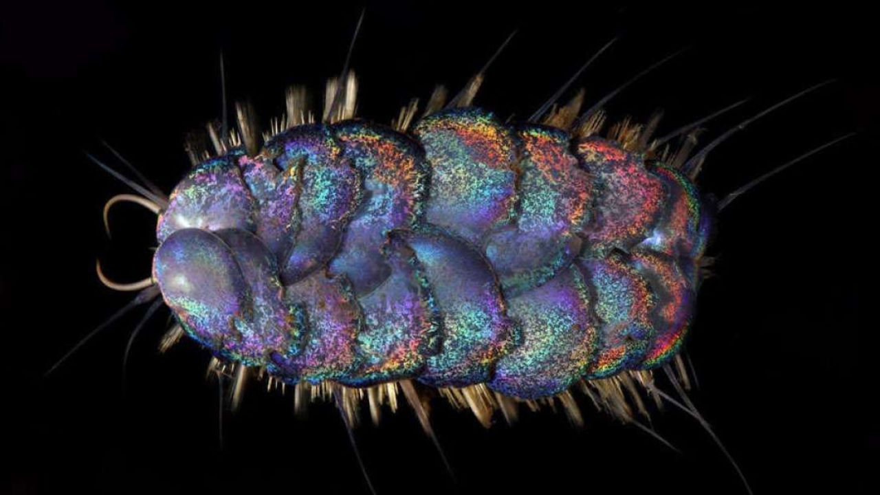 Scoperte nuove specie di vermi che vivono in fondo all'oceano