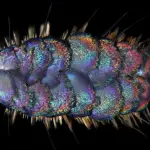 Scoperte nuove specie di vermi che vivono in fondo all'oceano