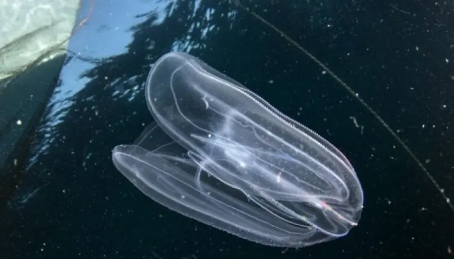 Gelatina a pettine verrucosa sopravvive grazie al cannibalismo