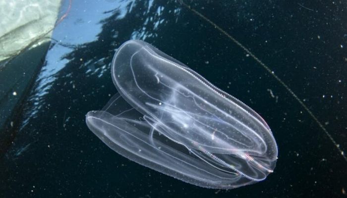 Gelatina a pettine verrucosa sopravvive grazie al cannibalismo