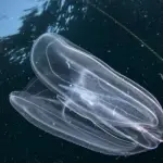 Gelatina a pettine verrucosa sopravvive grazie al cannibalismo