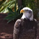 Le aquile dalla coda bianca tornano a regnare nel cielo britannico