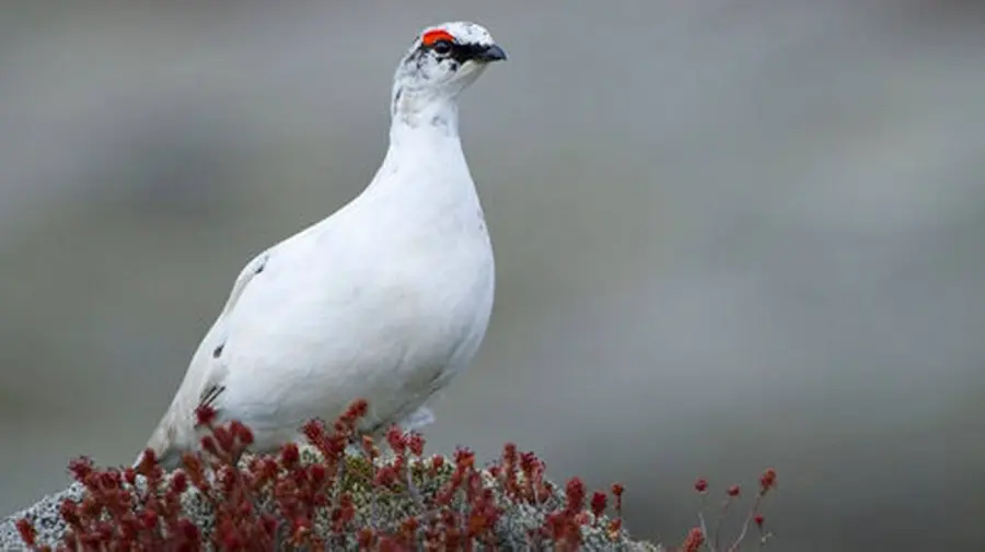 Ecco come gli uccelli artici risparmiano energia per affrontare il freddo