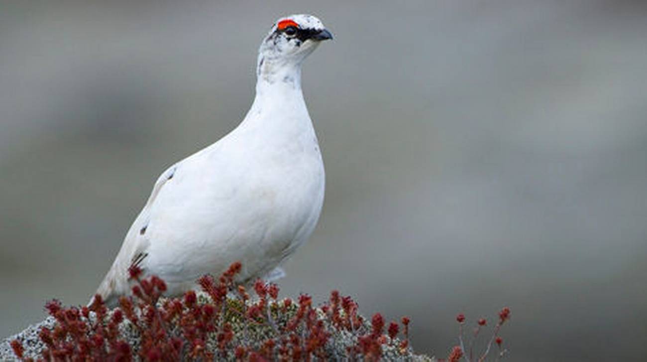 Ecco come gli uccelli artici risparmiano energia per affrontare il freddo