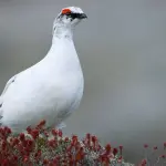 Ecco come gli uccelli artici risparmiano energia per affrontare il freddo