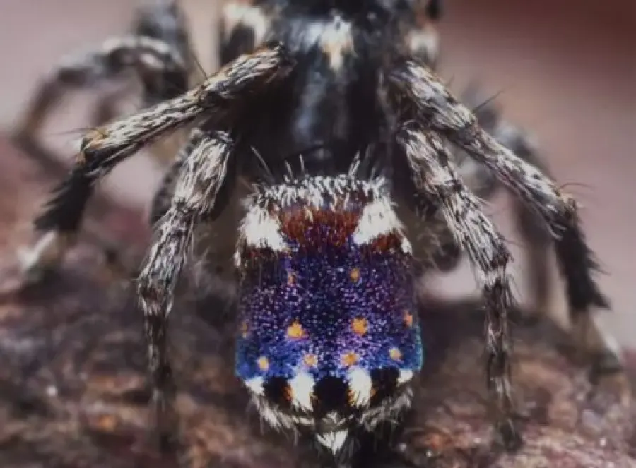 Scoperta una nuova specie di ragno: prenderà il nome di "notte stellata"