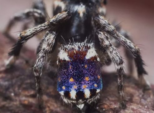 Scoperta una nuova specie di ragno: prenderà il nome di "notte stellata"