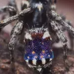Scoperta una nuova specie di ragno: prenderà il nome di 