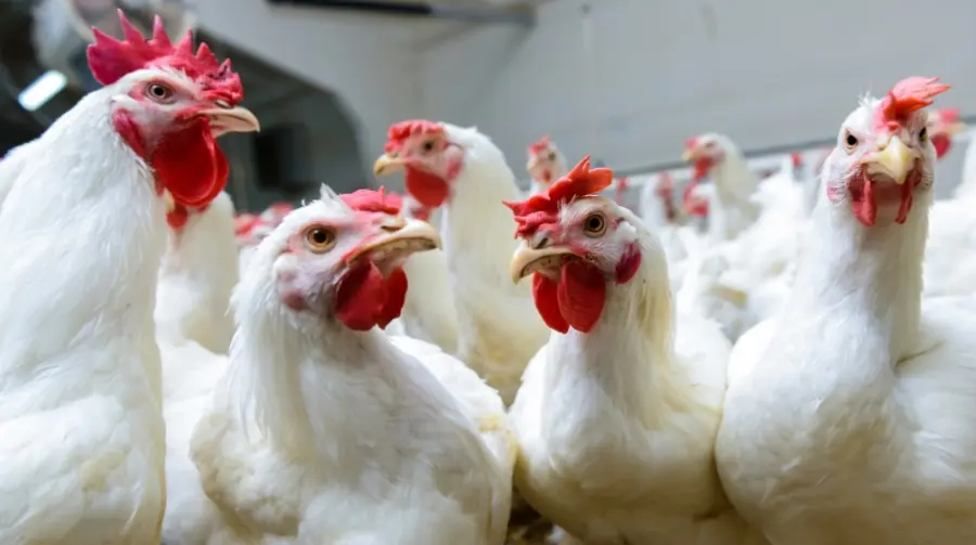 Non solo coronavirus: in India registrati casi di influenza aviaria