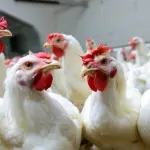 Non solo coronavirus: in India registrati casi di influenza aviaria