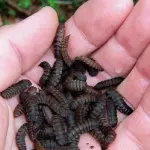 Scienziati auspicano di sostituire il burro con le larve di mosche