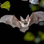 Studio dell'ultimo minuto: i pipistrelli sono la causa del coronavirus