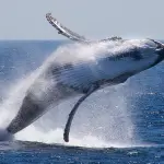 Google studia l'Intelligenza artificiale per usarla a tutela delle balene