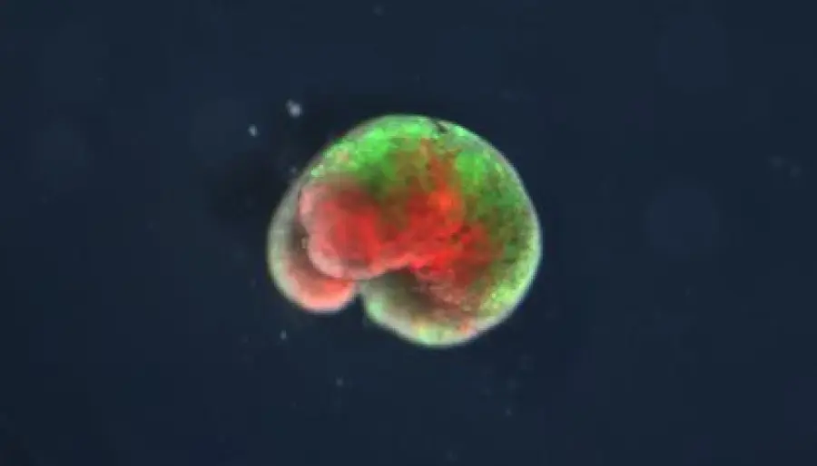 Nati in laboratorio i primi robot organismi viventi programmabili