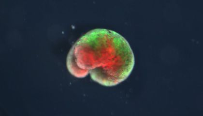 Nati in laboratorio i primi robot organismi viventi programmabili