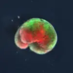 Nati in laboratorio i primi robot organismi viventi programmabili