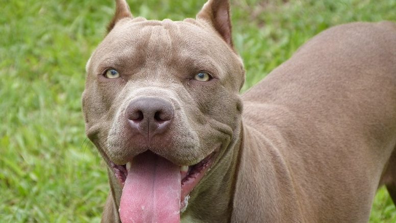 America: legge vieta alle famiglie di tenere cani Pitbull
