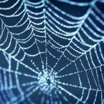 Scienziati scoprono nuova specie di ragno: con un loro morso la carne umana marcisce