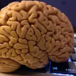 Il cervello lavora ancora dopo la morte: a dirlo è uno studio