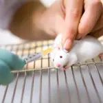 Tumore al pancreas: mix di farmaci attenua la malattia