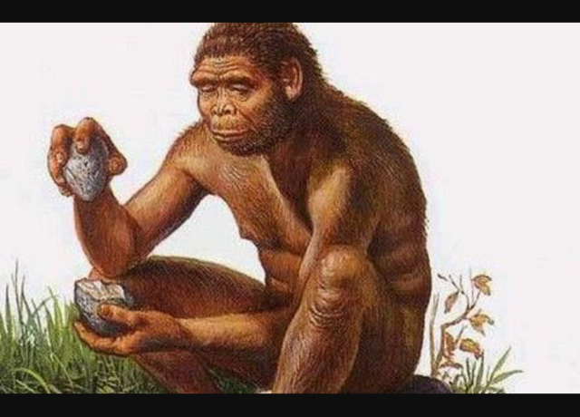 Trovati resti di un'antica scimmia che camminava a due zampe