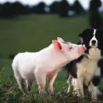 Cani e maiali vivi usati per esperimenti da incidente stradale