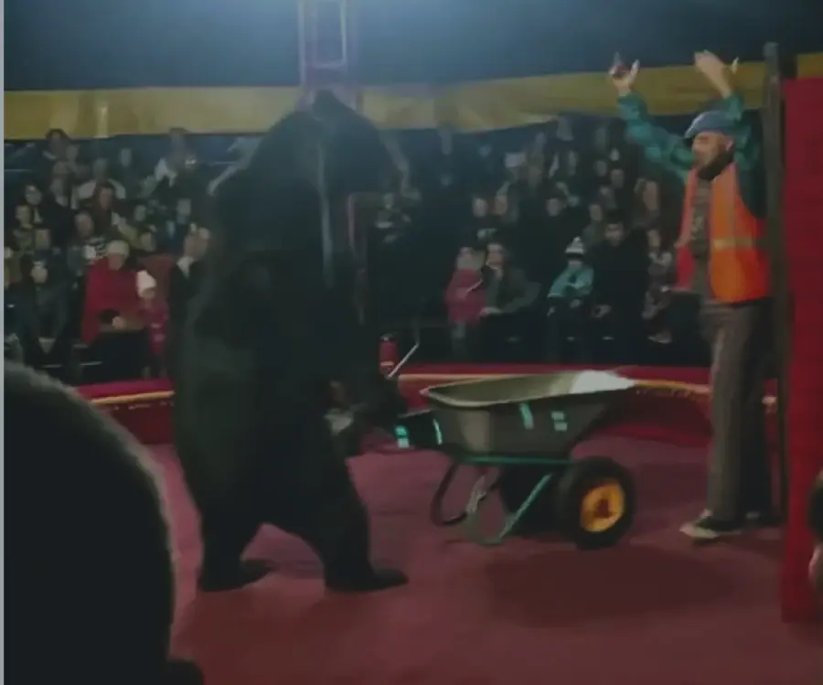 Orso da circo aggredisce il suo addestratore: lo obbligava a condurre una carriola