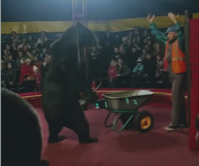 Orso da circo aggredisce il suo addestratore: lo obbligava a condurre una carriola