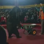 Orso da circo aggredisce il suo addestratore: lo obbligava a condurre una carriola