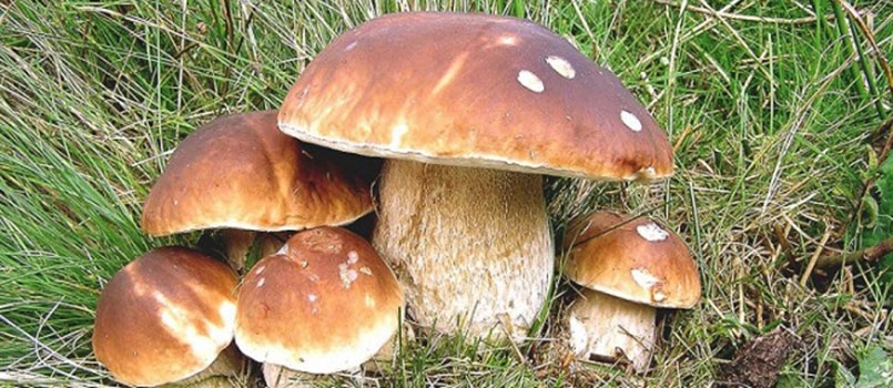 Cancro alla prostata: mangiare i funghi può prevenire