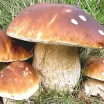 Cancro alla prostata: mangiare i funghi può prevenire