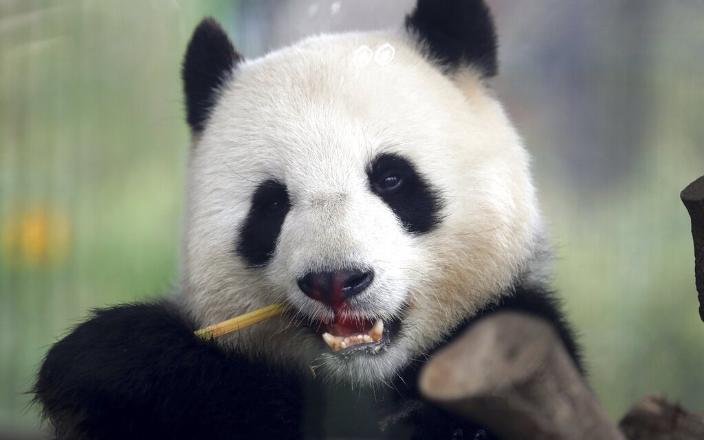 Allo zoo di Berlino è attesa per la nascita del baby panda