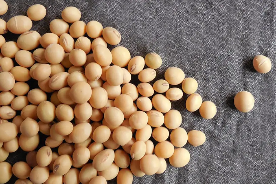 Soia e miti da sfatare: fa davvero bene alla salute?