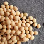 Soia e miti da sfatare: fa davvero bene alla salute?