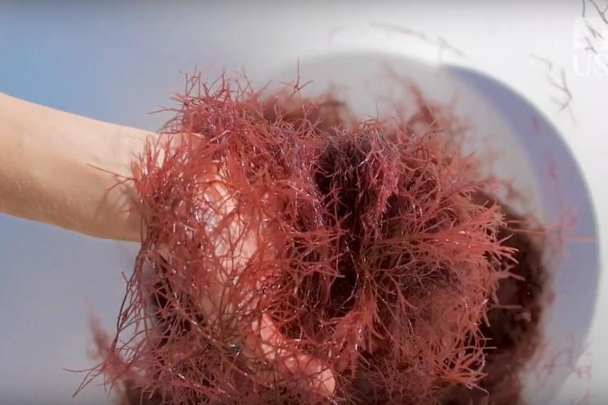 Alghe rosse: possibili soluzioni per le riduzioni di emissione di carbonio