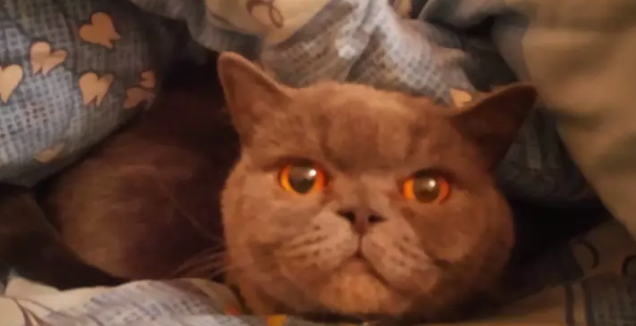 Uomo crede di poter curare la sbornia con il suo gatto e lo mette in vendita per 186 mila sterline