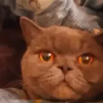 Uomo crede di poter curare la sbornia con il suo gatto e lo mette in vendita per 186 mila sterline