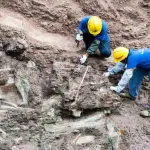 Perù: trovati resti della scimmia più piccola al mondo