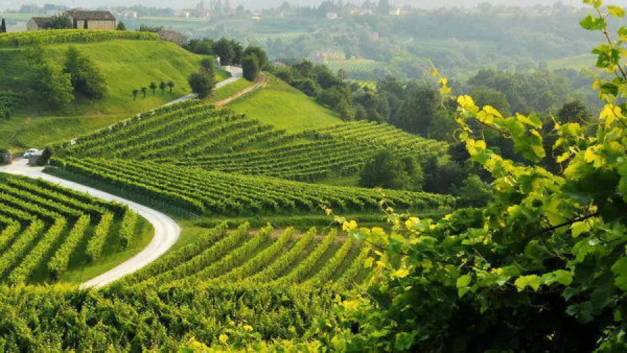 Colline del prosecco: proclamate Beni UNESCO
