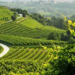 Colline del prosecco: proclamate Beni UNESCO
