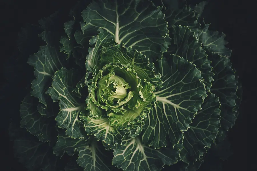 Proprietà del cavolo nero e usi in cucina