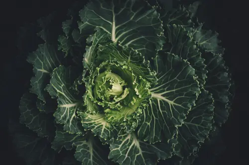 Proprietà del cavolo nero e usi in cucina