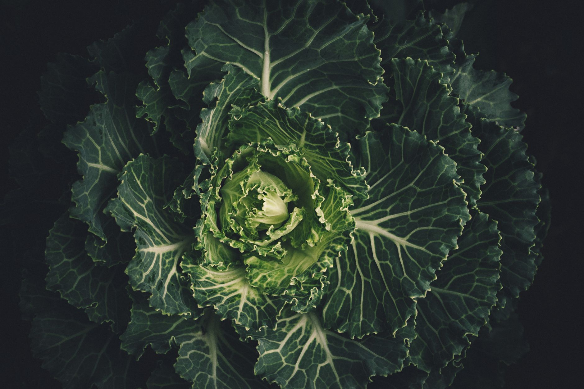 Proprietà del cavolo nero e usi in cucina