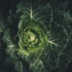 Proprietà del cavolo nero e usi in cucina