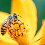 Il cambiamento climatico sta mettendo in crisi gli insetti, dati preoccupanti